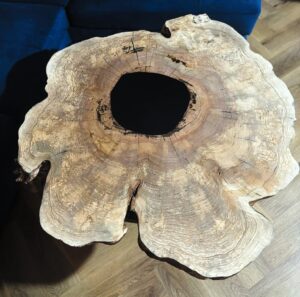 plaster wiąz